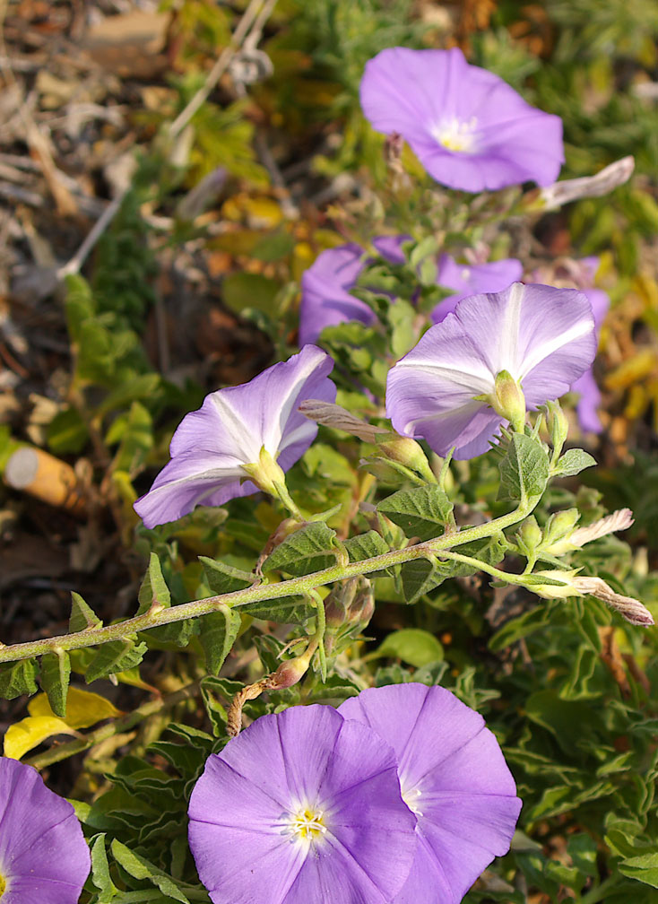 Convolvulus sabatius / Vilucchio della Riviera